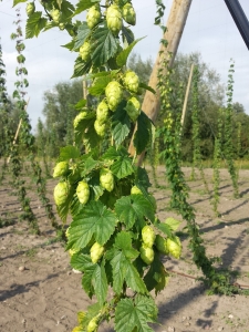 fresh-hops-1145694_1280